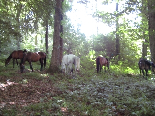  Pbaños a caballo al Mont St Michel 